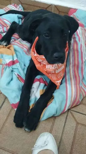 Cachorro ra a Dogue Alemão + outra raça idade 2 a 6 meses nome NÃO TEM NOME