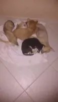 Tiger, Xytara, Pant