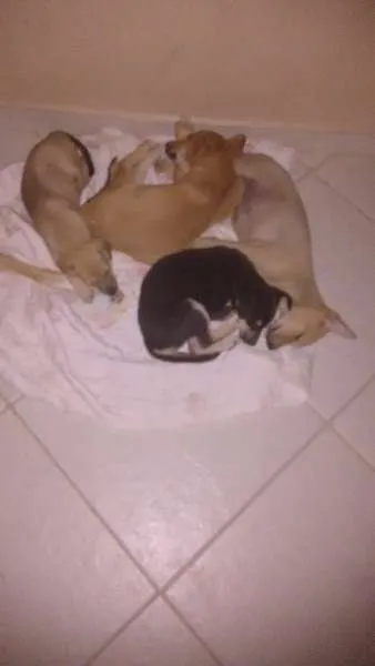 Cachorro raça Viralatas idade 2 a 6 meses nome Tiger, Xytara, Pant