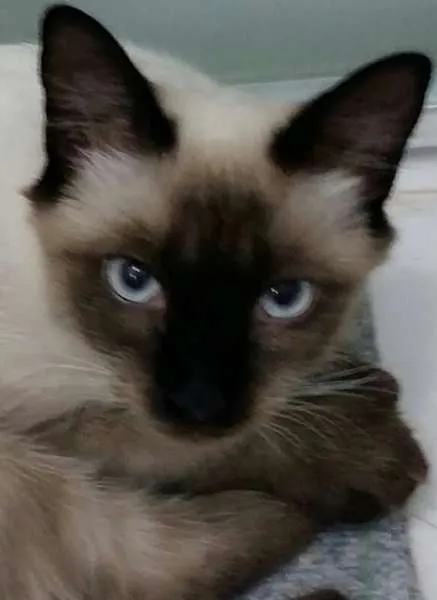 Gato ra a Siamês idade 7 a 11 meses nome Pitty e Milloue
