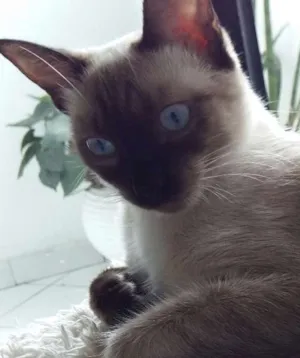 Gato raça Siamês idade 7 a 11 meses nome Pitty e Milloue
