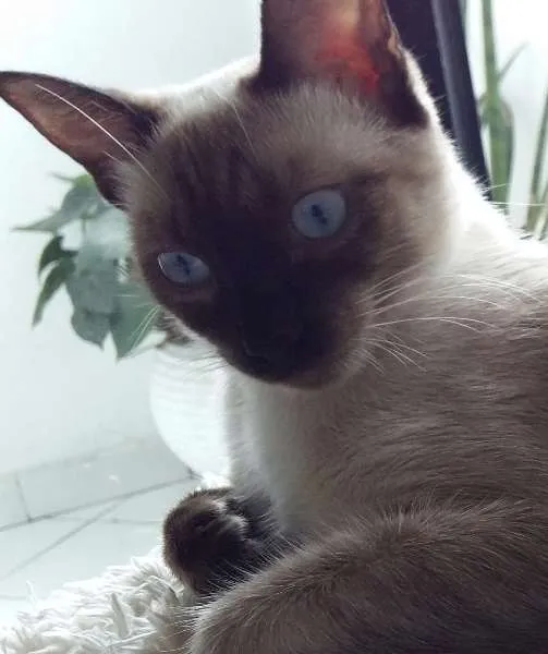 Gato ra a Siamês idade 7 a 11 meses nome Pitty e Milloue