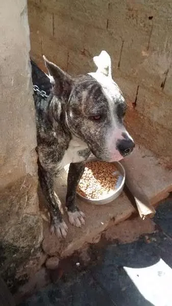 Cachorro ra a pit bull idade 2 anos nome jak