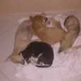 Tiger, Xytara, Pant