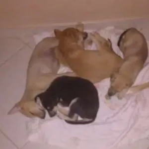 Cachorro raça Viralatas idade 2 a 6 meses nome Tiger, Xytara, Pant