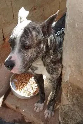 Cachorro raça pit bull idade 2 anos nome jak