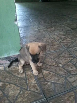 Cachorro raça  idade 2 a 6 meses nome sem nome