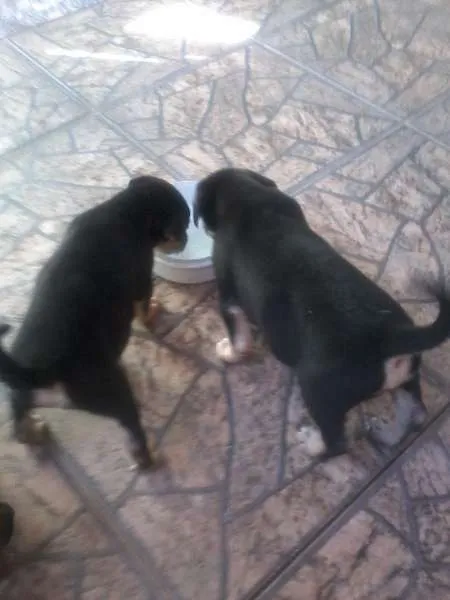 Cachorro ra a  idade 2 a 6 meses nome sem nome