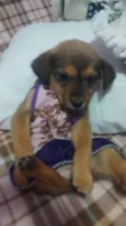 bebe