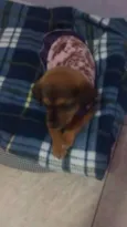 bebe