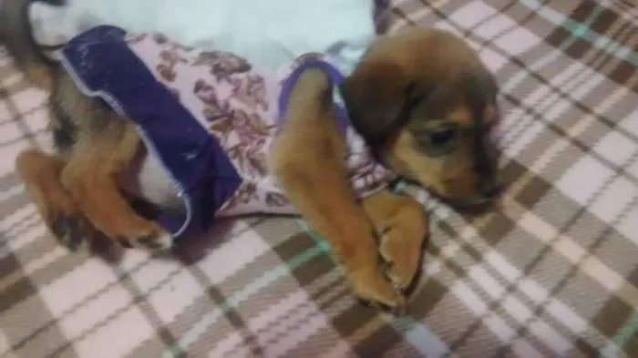 Cachorro ra a SRD idade 2 a 6 meses nome bebe