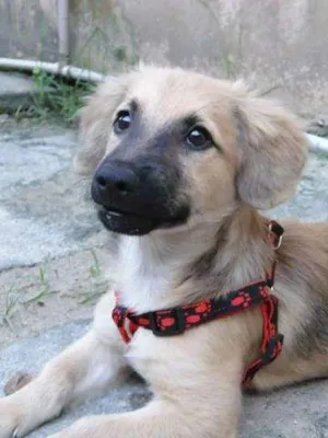 Cachorro raça SRD idade 2 a 6 meses nome Bob Marley