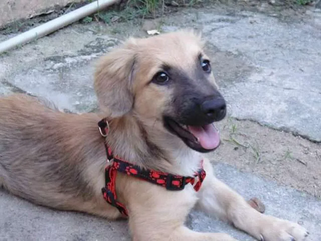 Cachorro raça SRD idade 2 a 6 meses nome Bob Marley
