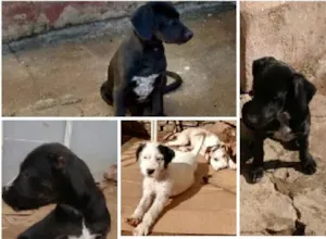 Cachorro raça Vira lata idade 2 a 6 meses nome Ainda não tem nome