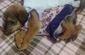 Cachorro raça SRD idade 2 a 6 meses nome bebe