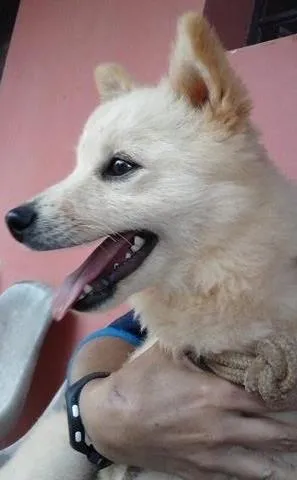 Cachorro raça SRD idade 7 a 11 meses nome Pingo