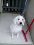 manu
