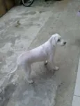 manu