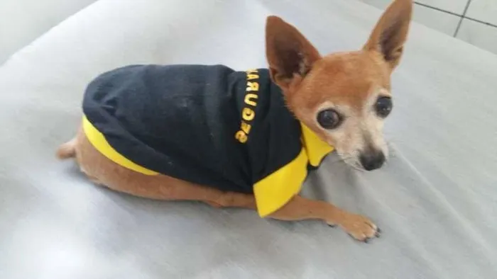 Cachorro ra a shiauau idade 6 ou mais anos nome xikito