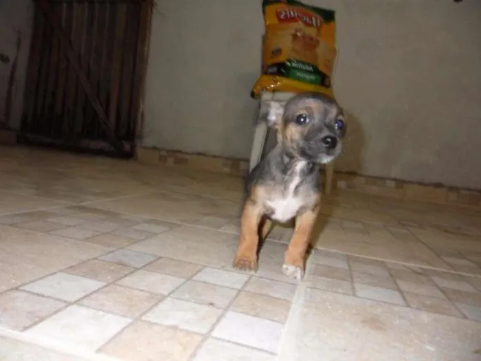 Cachorro ra a Pinscher idade Abaixo de 2 meses nome Zeus 