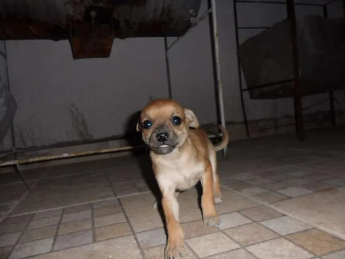 Cachorro ra a Pinscher idade Abaixo de 2 meses nome Zeus 