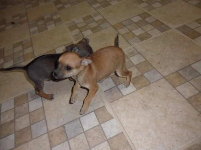 Cachorro ra a Pinscher idade Abaixo de 2 meses nome Zeus 