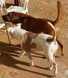 Cachorro raça Pit-Bull e chow chow idade 2 anos nome Bolina e Zara