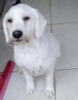 Cachorro raça Poodle idade 1 ano nome manu