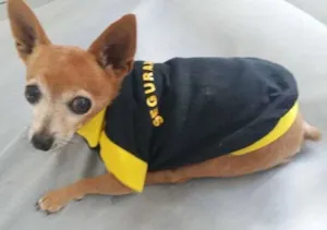 Cachorro raça shiauau idade 6 ou mais anos nome xikito