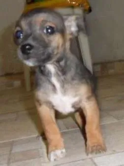 Cachorro ra a Pinscher idade Abaixo de 2 meses nome Zeus 
