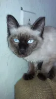 Gatinhos