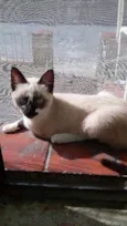 Gatinhos