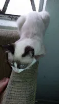 Gatinhos