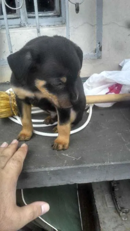 Cachorro ra a Srd idade 2 a 6 meses nome Sem nome