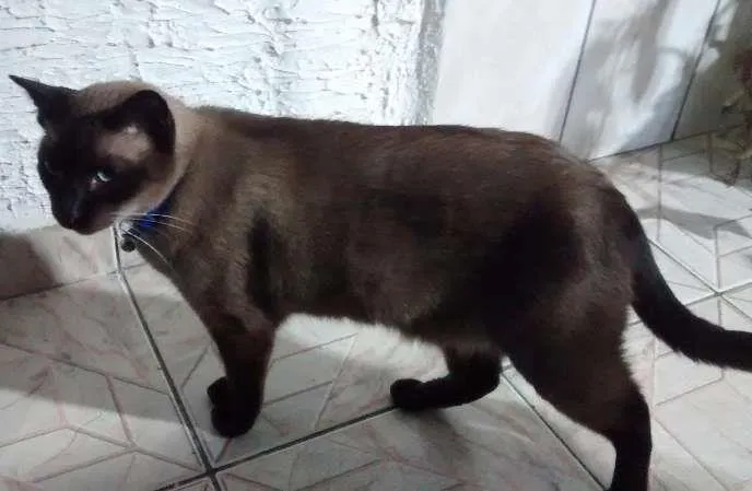 Gato ra a Siames idade 5 anos nome Yuri