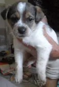 Pintadinho