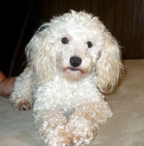 Cachorro ra a POODLE idade 3 anos nome FREED GRATIFICA