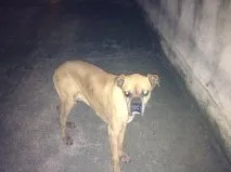 Cachorro ra a Boxer idade 6 ou mais anos nome Zeus