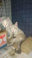 Elsa e Olaf