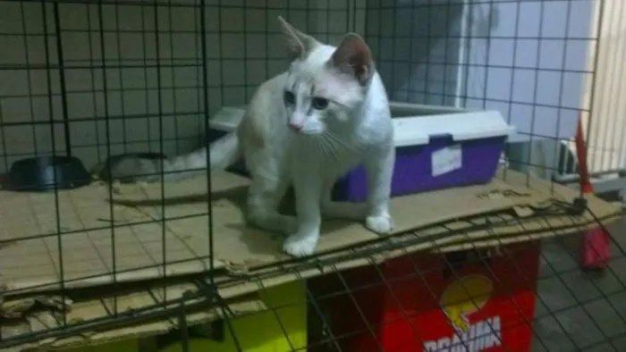 Gato ra a SRD idade 2 a 6 meses nome Elsa e Olaf