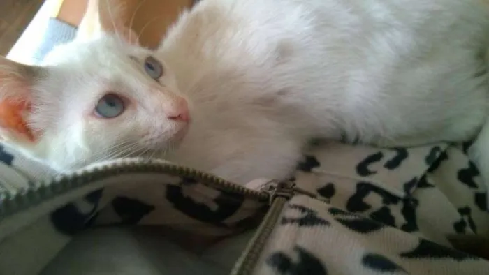 Gato ra a SRD idade 2 a 6 meses nome Elsa e Olaf