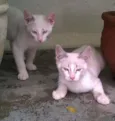Elsa e Olaf