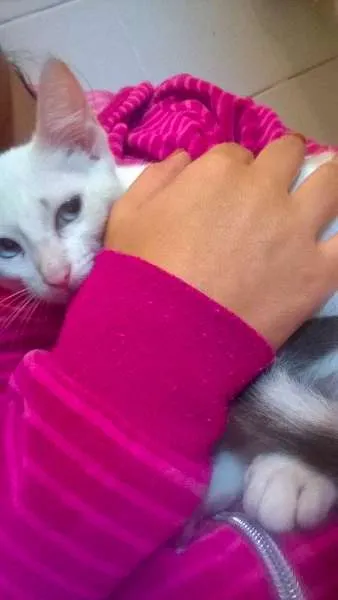 Gato ra a SRD idade 2 a 6 meses nome Elsa e Olaf