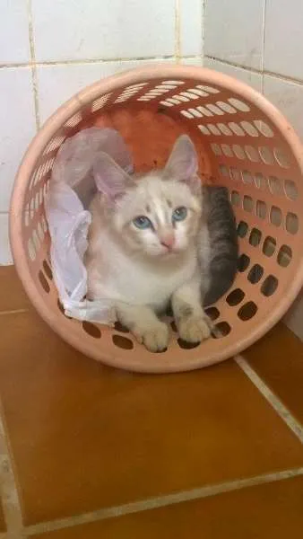 Gato ra a SRD idade 2 a 6 meses nome Elsa e Olaf
