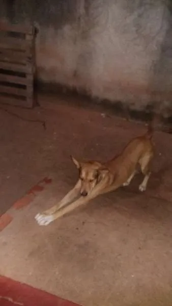 Cachorro raça Vira- Lata idade 3 anos nome Coronel 