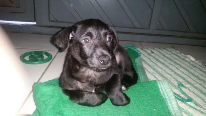 Cachorro ra a SRD idade 2 a 6 meses nome  Nina, Davi