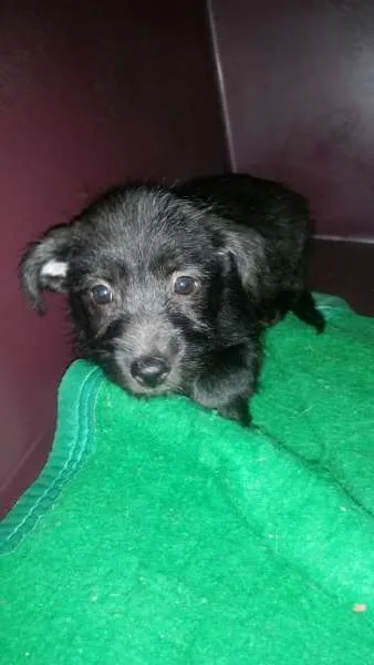 Cachorro ra a SRD idade 2 a 6 meses nome  Nina, Davi