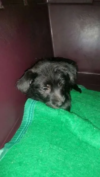 Cachorro ra a SRD idade 2 a 6 meses nome  Nina, Davi