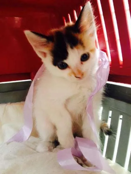 Gato ra a Vira Lata idade Abaixo de 2 meses nome Ainda sem nome