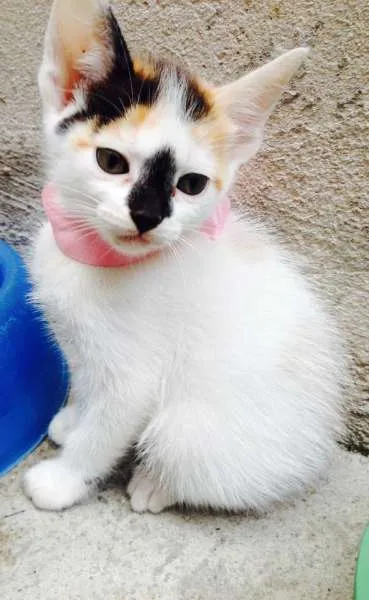 Gato ra a Vira Lata idade Abaixo de 2 meses nome Ainda sem nome